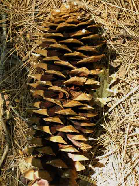 Sugar Pine Cone